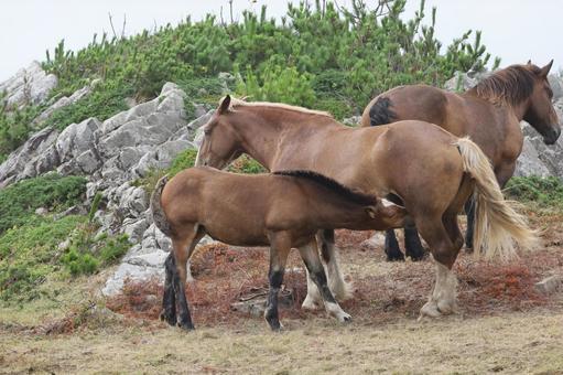 寒立馬の親子 寒立馬の親子 馬,仔馬,下北半島の写真素材