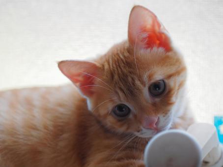 Cute face kitten, JPG
