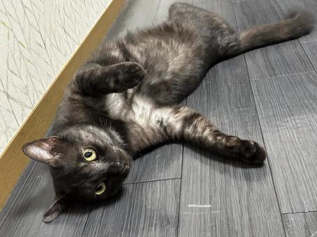 ねこ ねこの写真