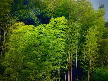 竹林 竹林の写真