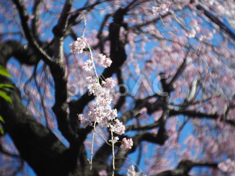 桜の花をオールドレンズで撮影18 桜,さくら,サクラの写真素材