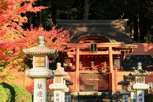 安倍文殊院 安倍文殊院,もみじ,紅葉の写真素材