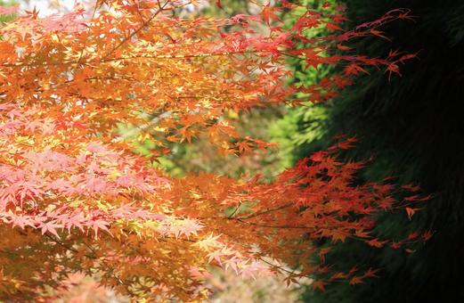 綺麗なもみじの紅葉 綺麗なもみじの紅葉 紅葉,もみじ,秋の写真素材