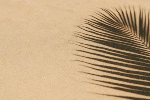 ヤシの葉 ヤシの葉の写真