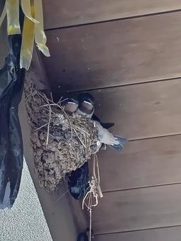 ツバメの雛 ツバメ,ツバメの巣,雛の写真素材