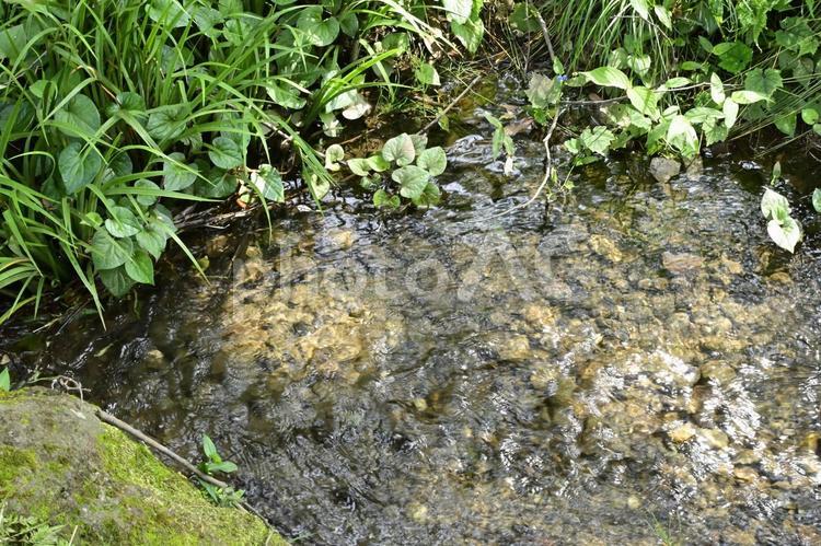 王禅寺ふるさと公園内の小川 水域,自然,川の写真素材