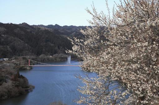 月ヶ瀬梅林　梅林　早春　奈良県 月ヶ瀬梅林,月ヶ瀬梅渓,奈良県の写真素材