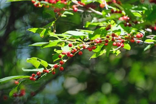 ウメモドキの果実 ウメモドキの果実 ウメモドキ,梅擬き,モチノキ科の写真素材