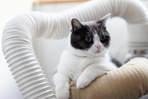 猫と配管 猫と配管 猫,配管,ネコの写真素材