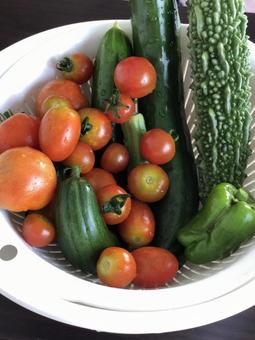 夏野菜 夏野菜 野菜,サラダ,ミニトマトの写真素材