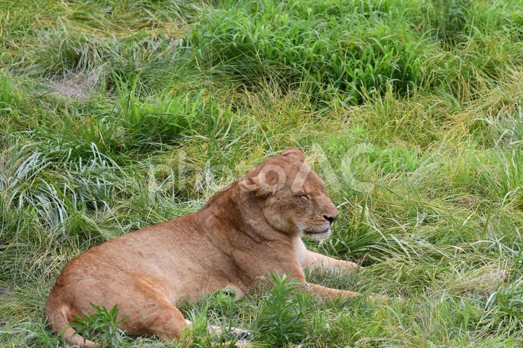 ライオン_20 ライオン,メスライオン,動物の写真素材