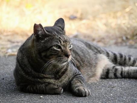 猫.2 猫.2の写真