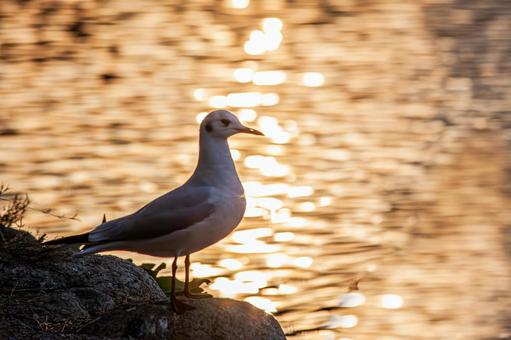 夕暮れ時のカモメのシルエット 夕暮れ時のカモメのシルエットの写真