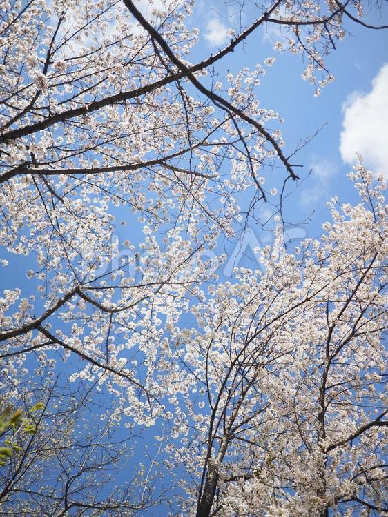 ソメイヨシノ（北海道札幌市、大通公園） ソメイヨシノ,大通公園,さくらの写真素材
