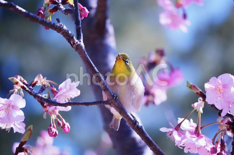 桜の枝にとまっているメジロ 桜,春,花の写真素材