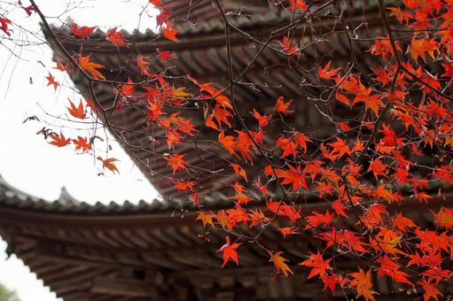 紅葉と五重塔 紅葉と五重塔の写真