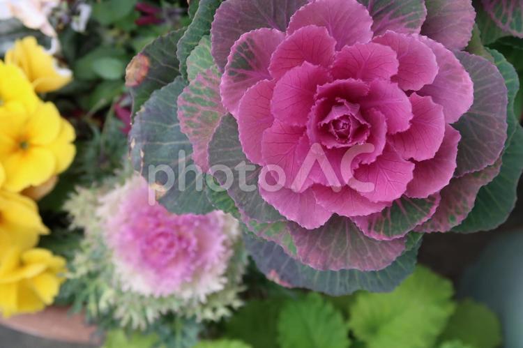 葉牡丹　はボタン　春　草木 葉牡丹,はボタン,春の写真素材