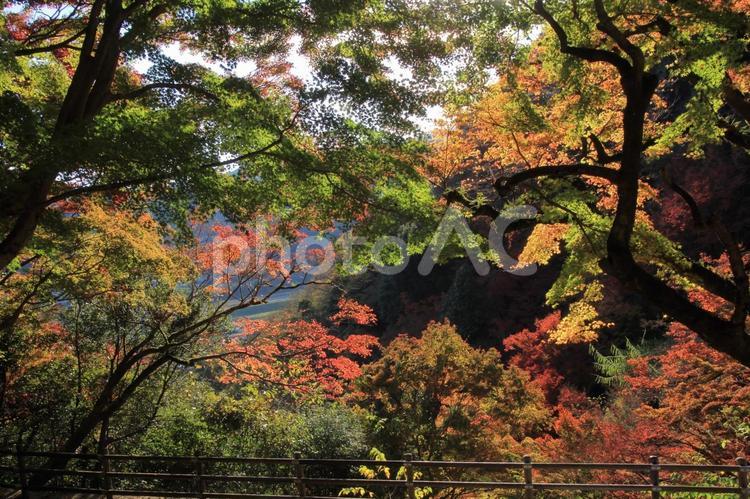 愛媛県大洲市　白滝公園の色とりどりの紅葉 白滝公園,紅葉,秋の写真素材