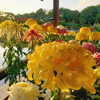 夕暮れの菊 菊,夕暮れ,花の写真素材