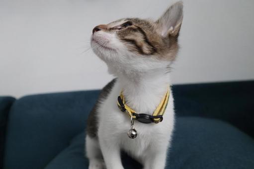 子猫M 子猫,ネコ,ねこの写真素材