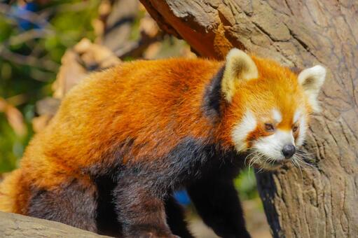木を見つめるレッサーパンダ レッサーパンダ,動物,哺乳類の写真素材