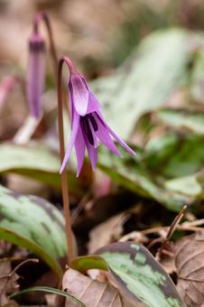 Photo, weed, katakuri, close-up, 