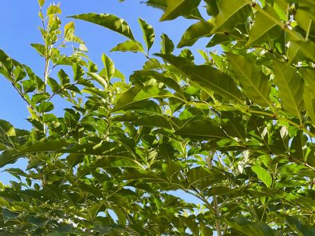 シマトネリコの生長と晴れの日の青空７４ シマトネリコ,トネリコ,緑の写真素材