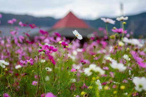 北房コスモス広場 北房コスモス広場,コスモス,ピンクの写真素材