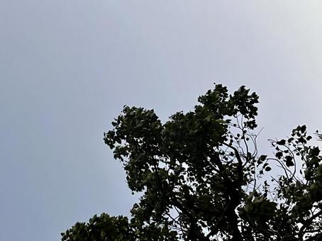 空と木 背景素材 空と木 背景素材の写真
