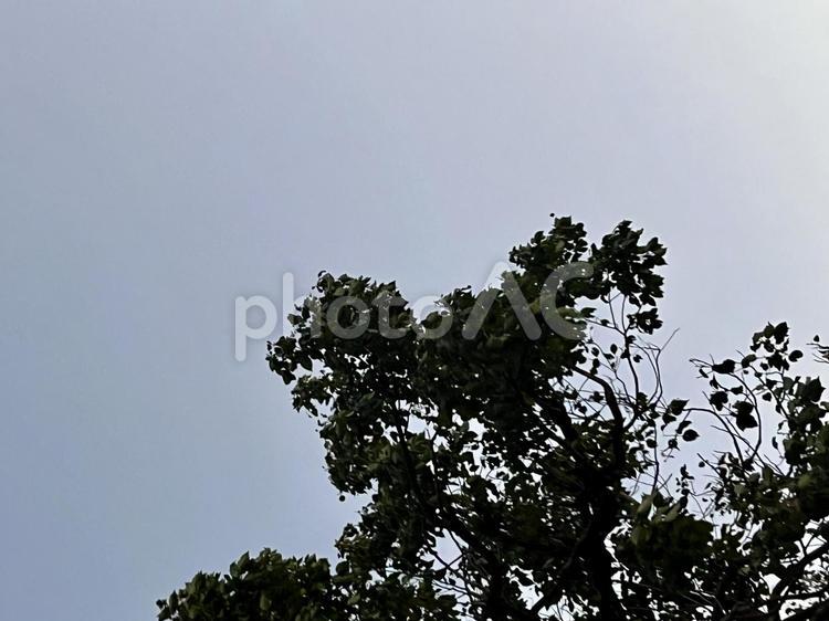 空と木　背景素材 空,木,自然の写真素材
