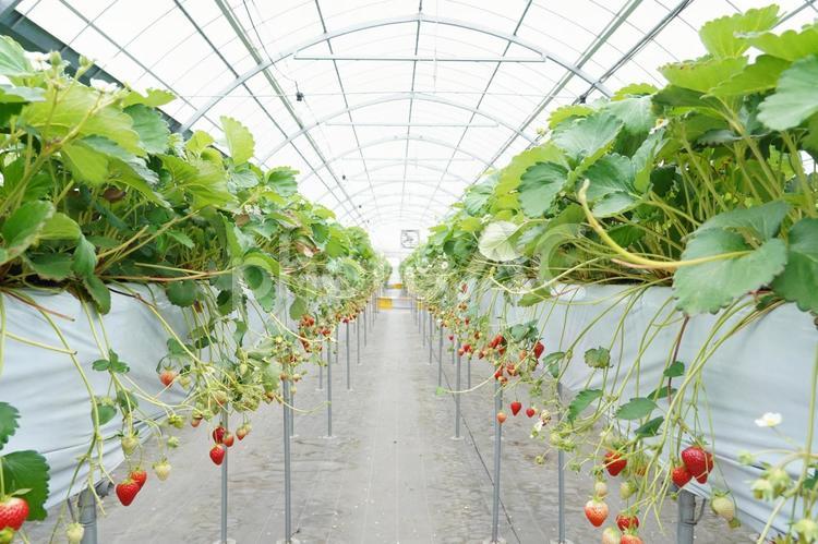 いちご狩りのビニールハウス いちご狩り,いちご,ビニールハウスの写真素材
