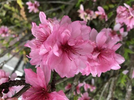 梅の花 春の花 梅の花 春の花の写真