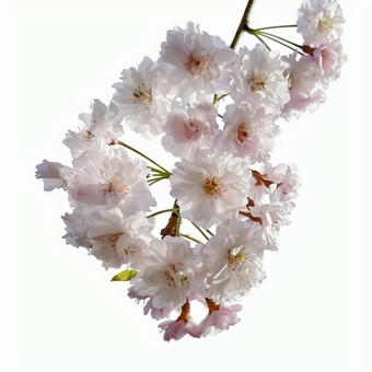 桜の花の切抜き(psd背景透過可) 桜の花の切抜き(psd背景透過可) 花,切り抜き,桜の写真素材