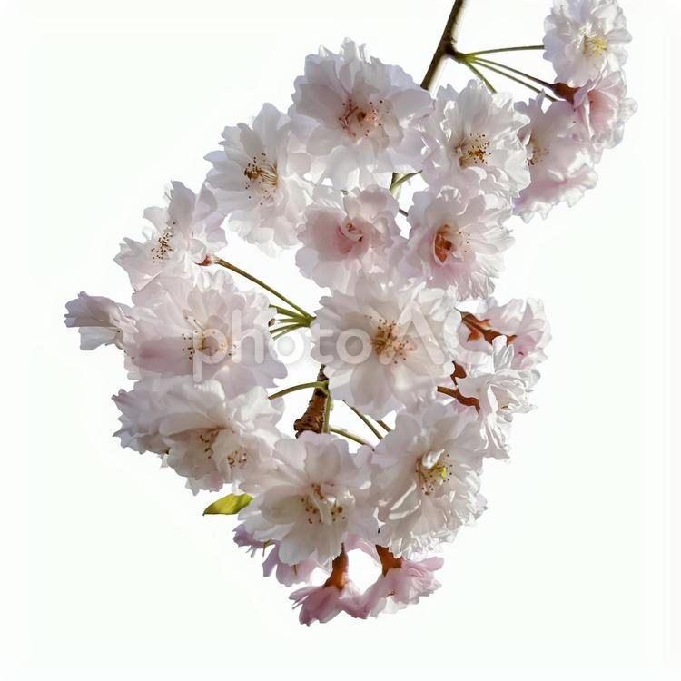 桜の花の切抜き（psd背景透過可） 花,切り抜き,桜の写真素材