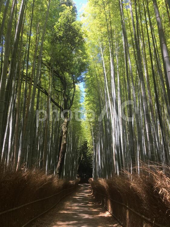 竹林の小径 木材,木,葉の写真素材
