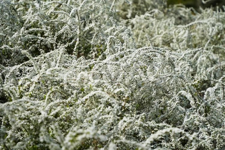 白く可憐なユキヤナギの花	 ユキヤナギ,雪柳,コゴメバナの写真素材