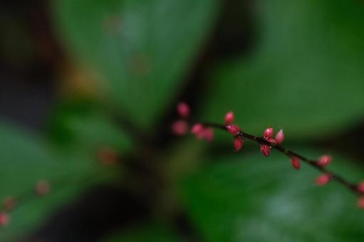 花 花の写真