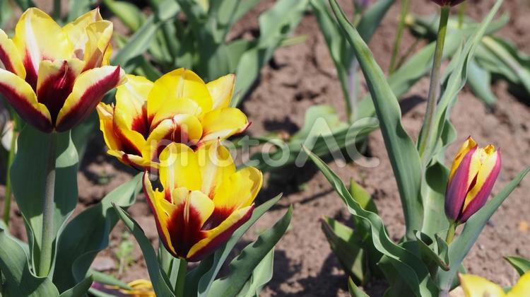 チューリップ・佐倉ふるさと広場（佐倉市） 春,チューリップ,佐倉市の写真素材