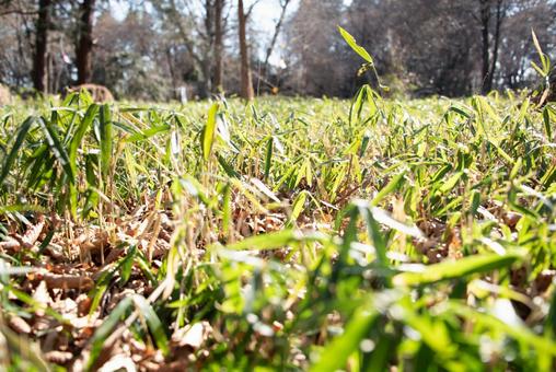 陽を浴びて茂る草原 陽を浴びて茂る草原の写真