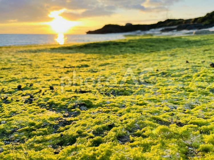 あおさ広がる春の海岸とオレンジ色の朝日 あおさ,アオサ,海藻の写真素材
