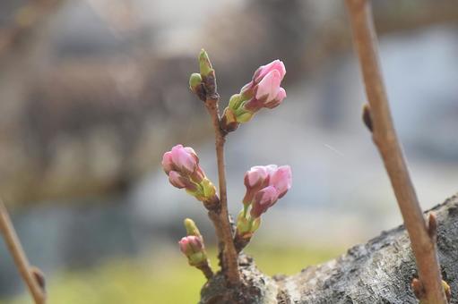 ソメイヨシノの花芽 ソメイヨシノの花芽の写真