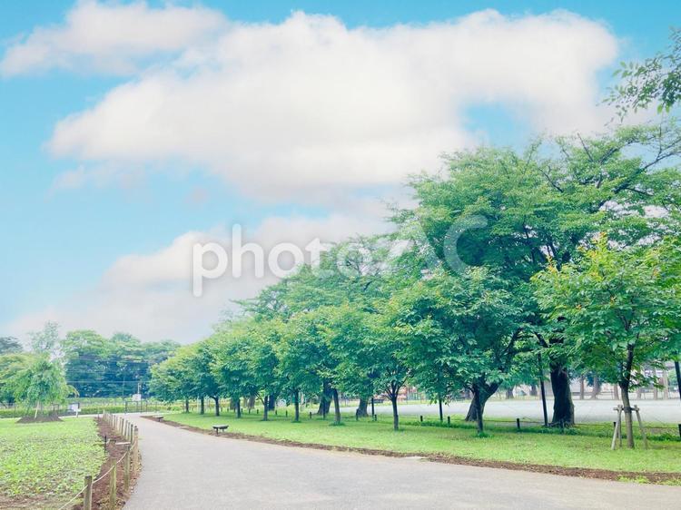晴天の青空と木の自然背景壁紙素材イメージ 空,木,景色の写真素材