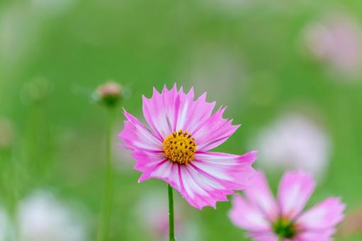 ピンクの花びらが美しいコスモス ピンクの花びらが美しいコスモスの写真