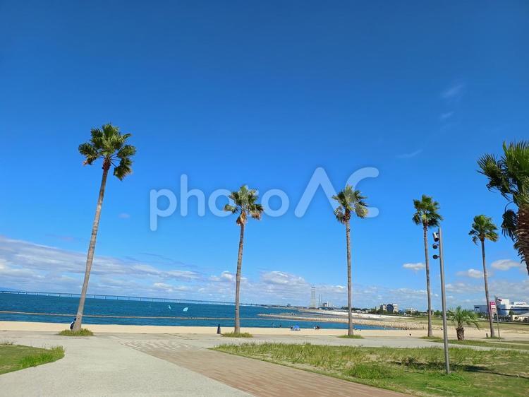 ヤシの木とビーチ 風景,夏,海の写真素材