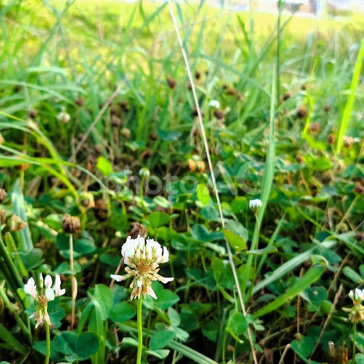 夏の野原　シロツメクサ見つけた シロツメクサ,クローバー,白い花の写真素材