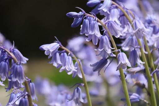満開の紫のツリガネズイセンの花のアップ 満開の紫のツリガネズイセンの花のアップの写真