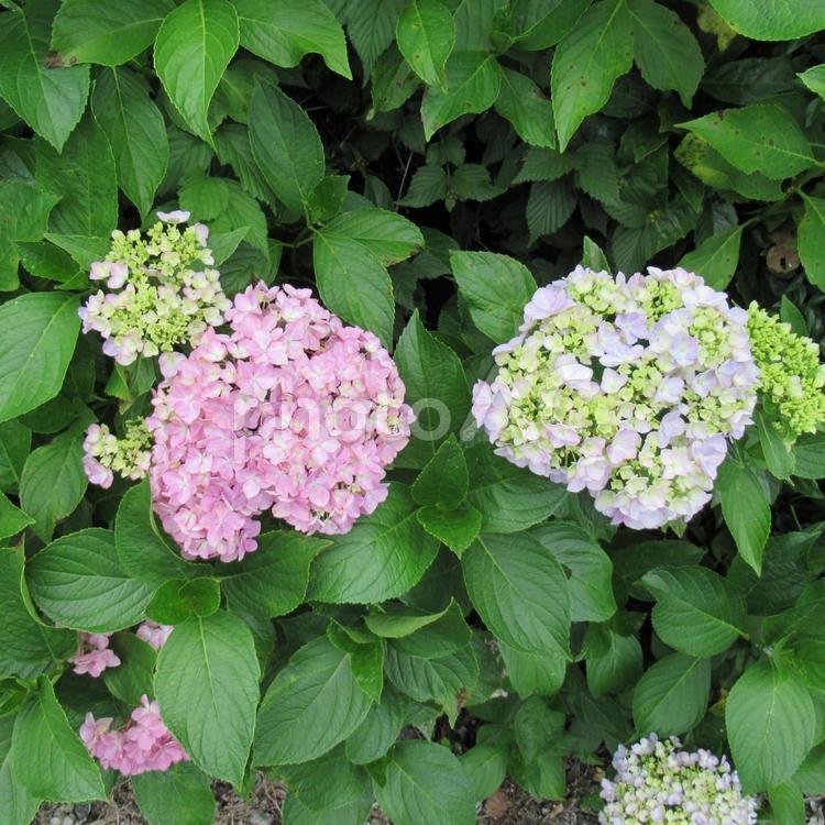 ６月下旬・咲き始めの紫陽花ピンク 花,植物,あじさいの写真素材