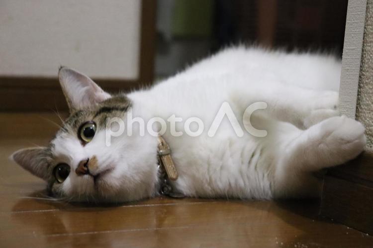 横になってくつろぐ三毛猫 ネコ,かわいい,横たわるの写真素材
