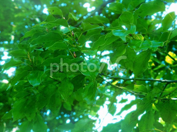 青色のまぶしい木漏れ日 リラックス,生活,植物の写真素材