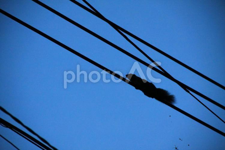 電線を渡るリスの影 電線,空,背景の写真素材